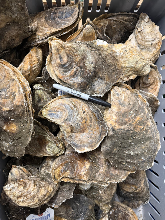 Huge Maine Oysters (6”+) - A Box of 30 counts