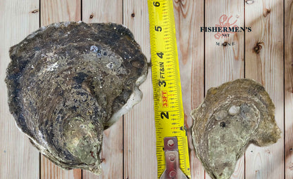 Live Fresh Jumbo Oysters