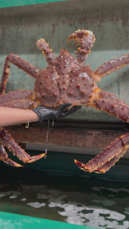 Premium Live Alaskan King Crab (8–10 lb Each)