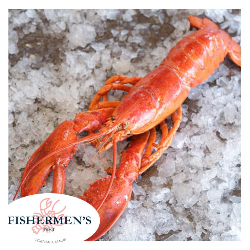 1.5 lb Fresh Live Maine Lobster