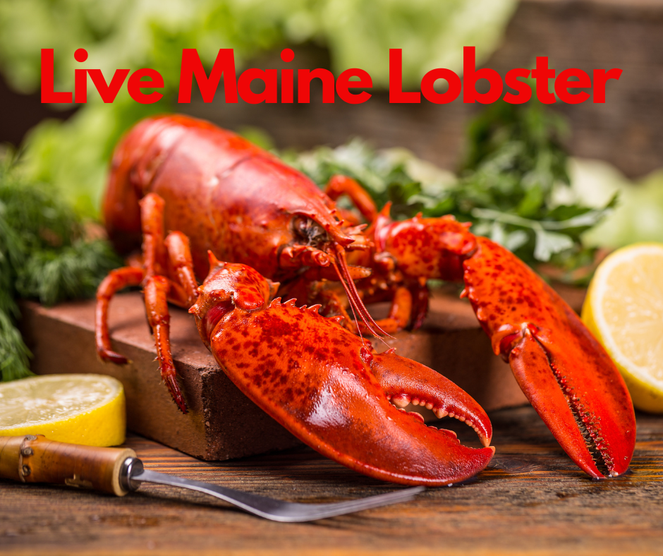 Live Maine Lobster by Size (under 1.9 lbs)