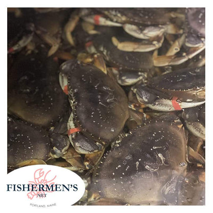 Dungeness Crabs Canada