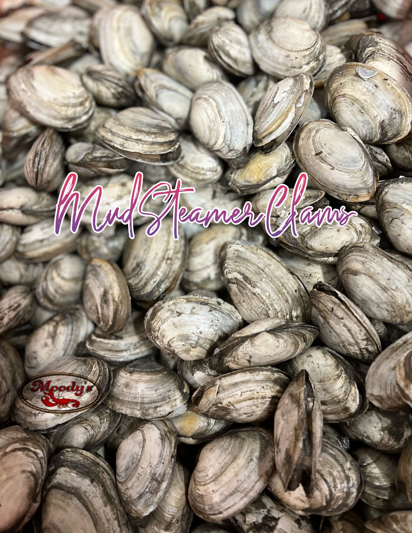 Steamer Clams