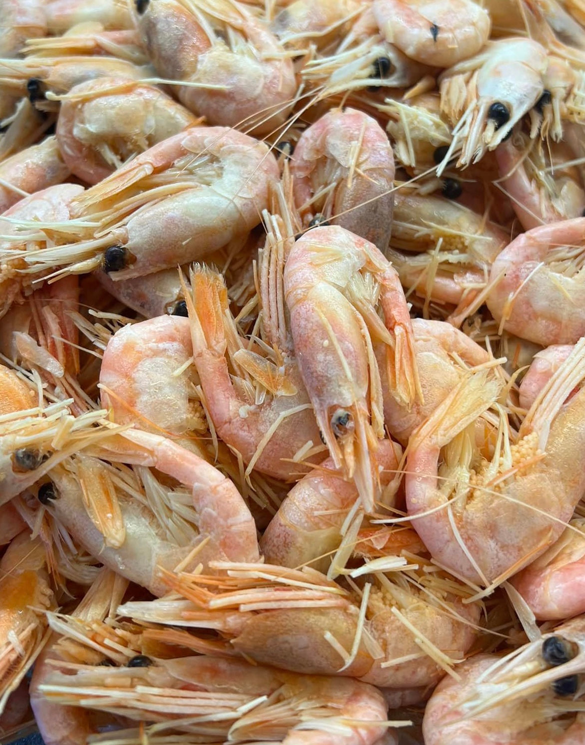 Famous Greenland Frozen Prawn