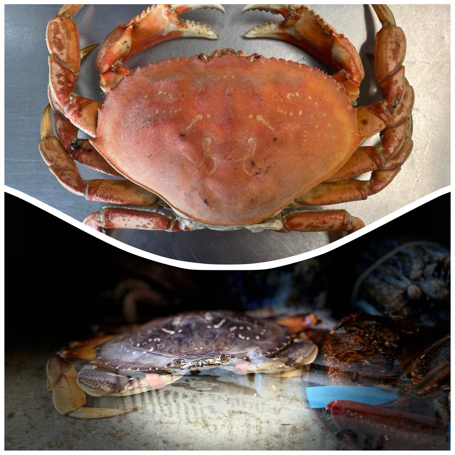 Dungeness Crabs Canada