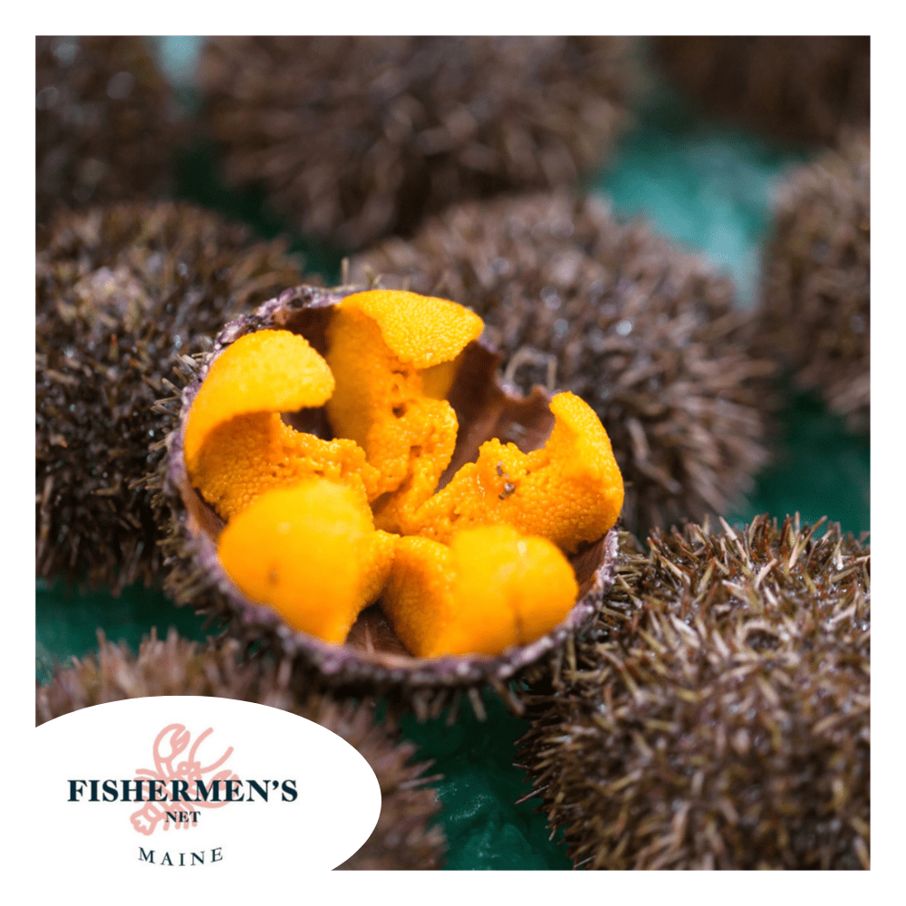 Live Fresh Whole Sea Urchin