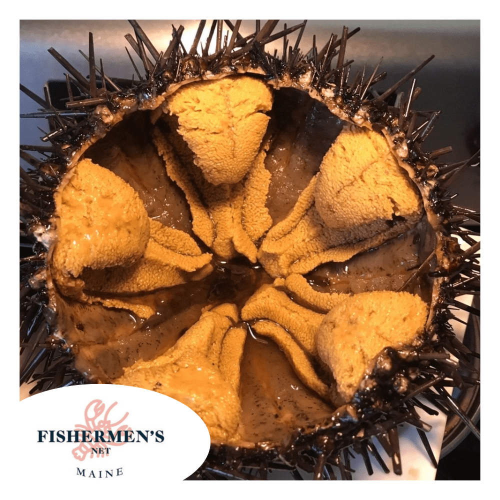 Live Fresh Whole Sea Urchin