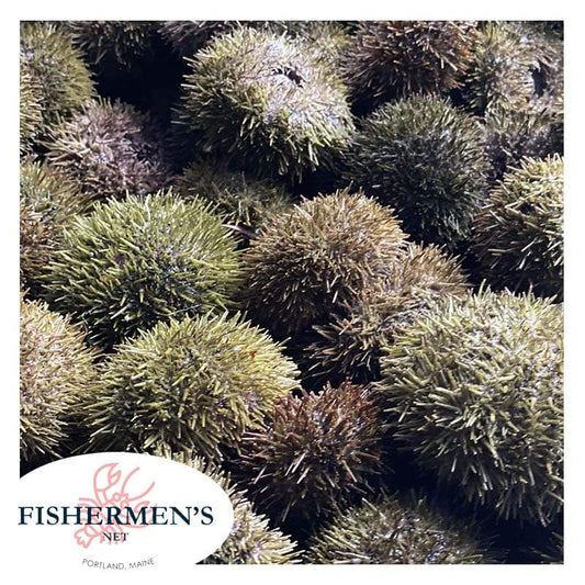 Live Sea Urchin